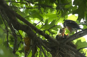 Baby robins